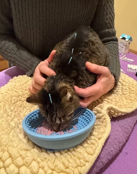 Dark striped cat with thin needles along its head and back eating from a blue textured bowl