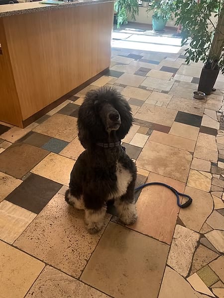 Black and white curly-coated dog sitting on a tile floor in a lobby with a wood reception counter