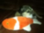 Blurry image of an orange and white fish-shaped object in front of a small grey animal