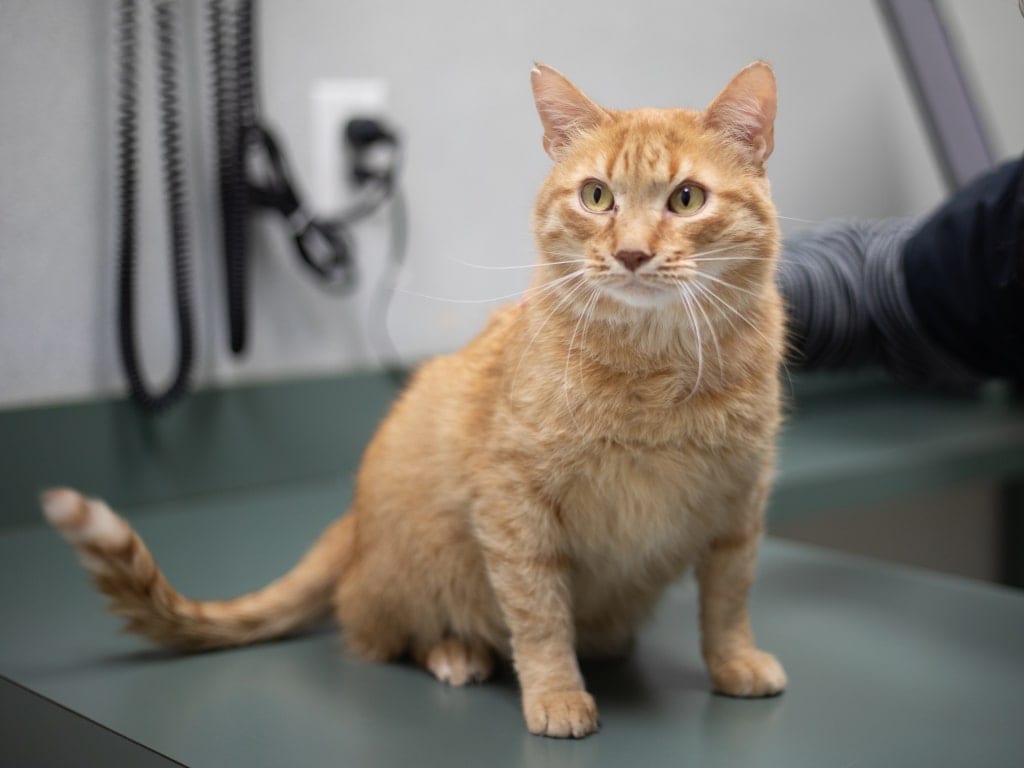 Orange tabby cat sitting upright on a green-grey exam table and looking at the camera