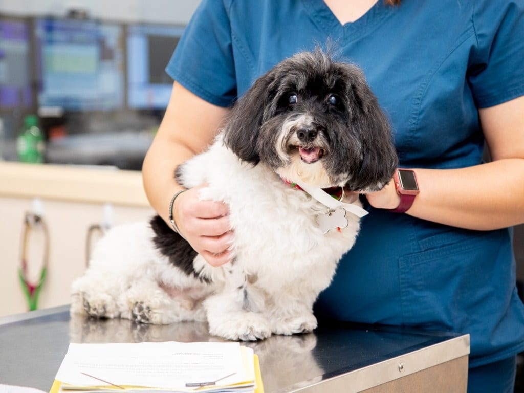 Fluffy black and white dog standing on a stainless steel exam table held by a person in teal scrubs