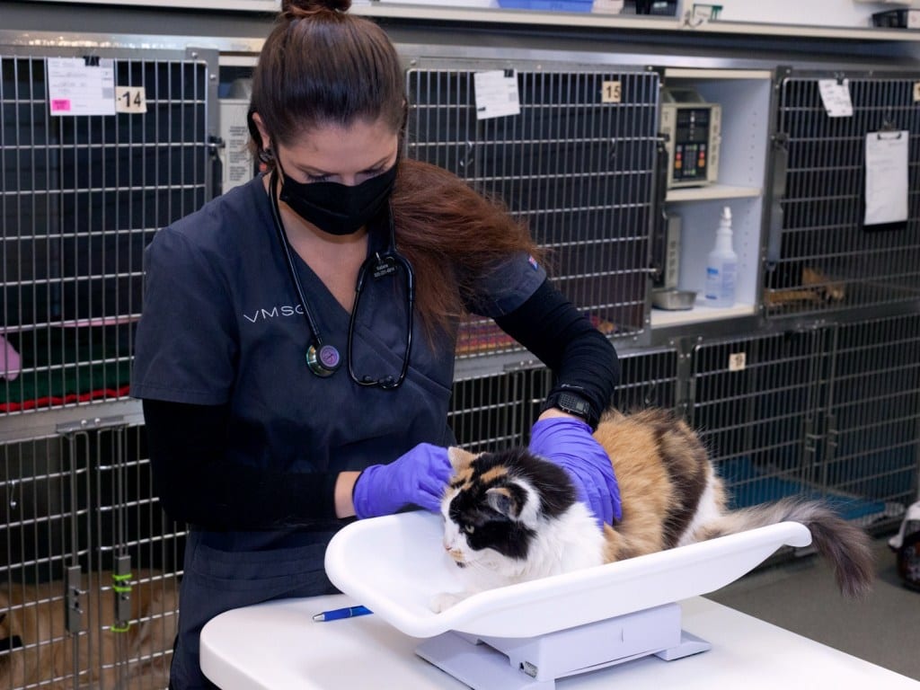Person in dark grey VMSG scrubs and a mask steadying a calico cat on a small scale in front of cages