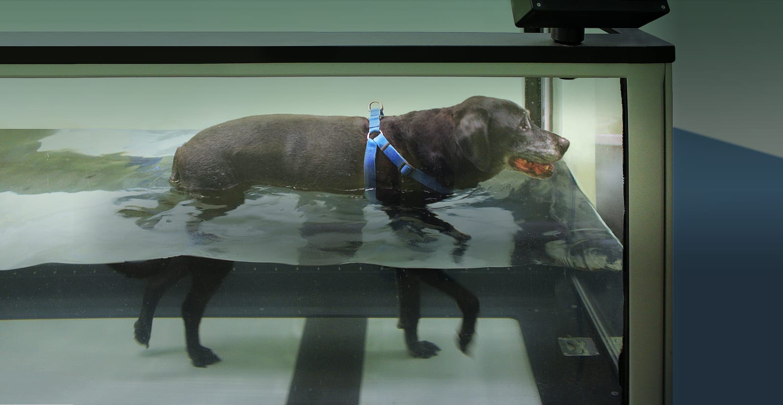 Dark dog in a blue harness standing in a water-filled glass tank with its legs visible below the waterline