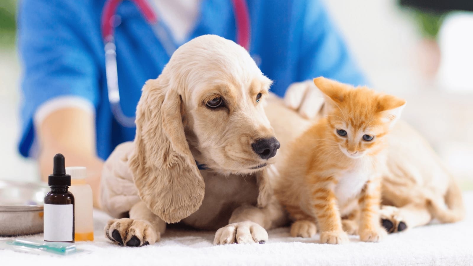 Urban Vet Care - Denver