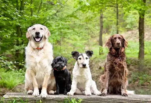 Four dogs of different sizes and colors sitting in a row on a log in a green forest
