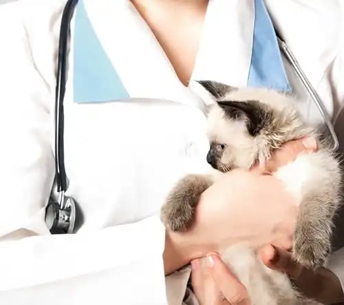 Person in a white coat with a stethoscope holding a cream and dark-faced kitten