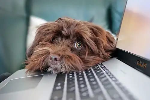 Shaggy brown dog resting its head on a laptop keyboard and looking at the camera