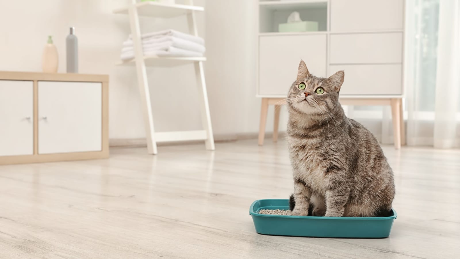 Cat Care of Vinings - Atlanta
