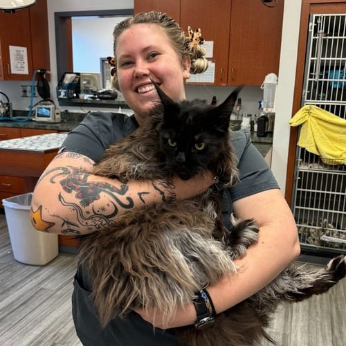 Smiling woman with arm tattoos in dark scrubs holding a large fluffy dark brown cat in a treatment area