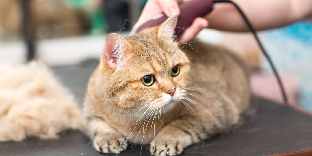 Beige cat lying on a dark table while a hand holds electric clippers above its back