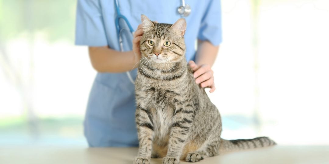 Grey tabby cat sitting on a table while a person in light blue scrubs holds it from behind