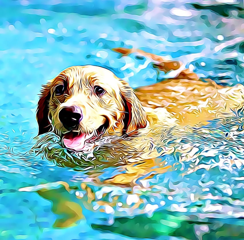 Stylized image of a golden dog swimming in bright blue water