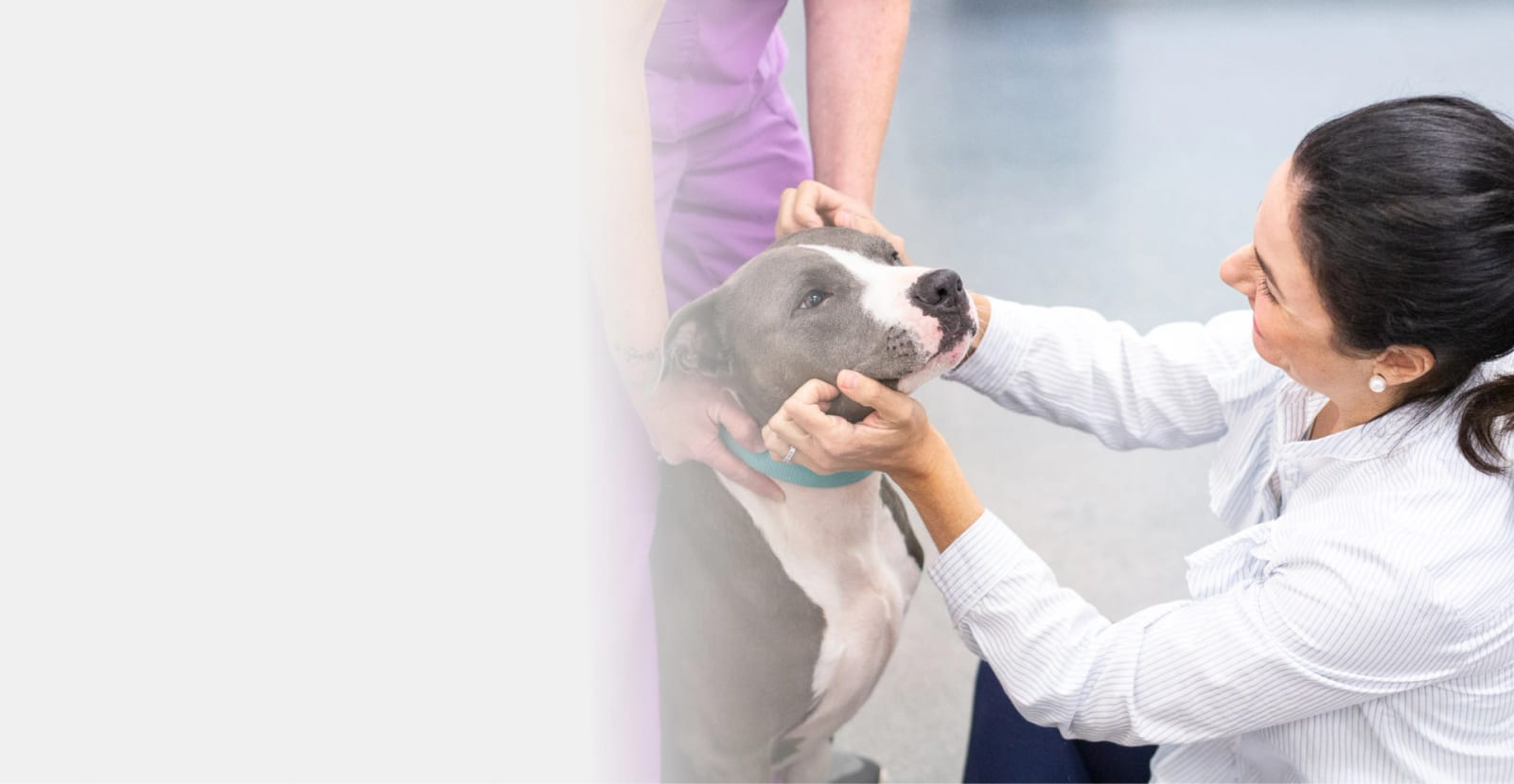 Rea Road Animal Hospital - Charlotte