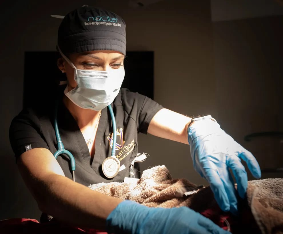 Violet Crown Veterinary Specialists staff member in scrub cap, mask and blue gloves over a towel