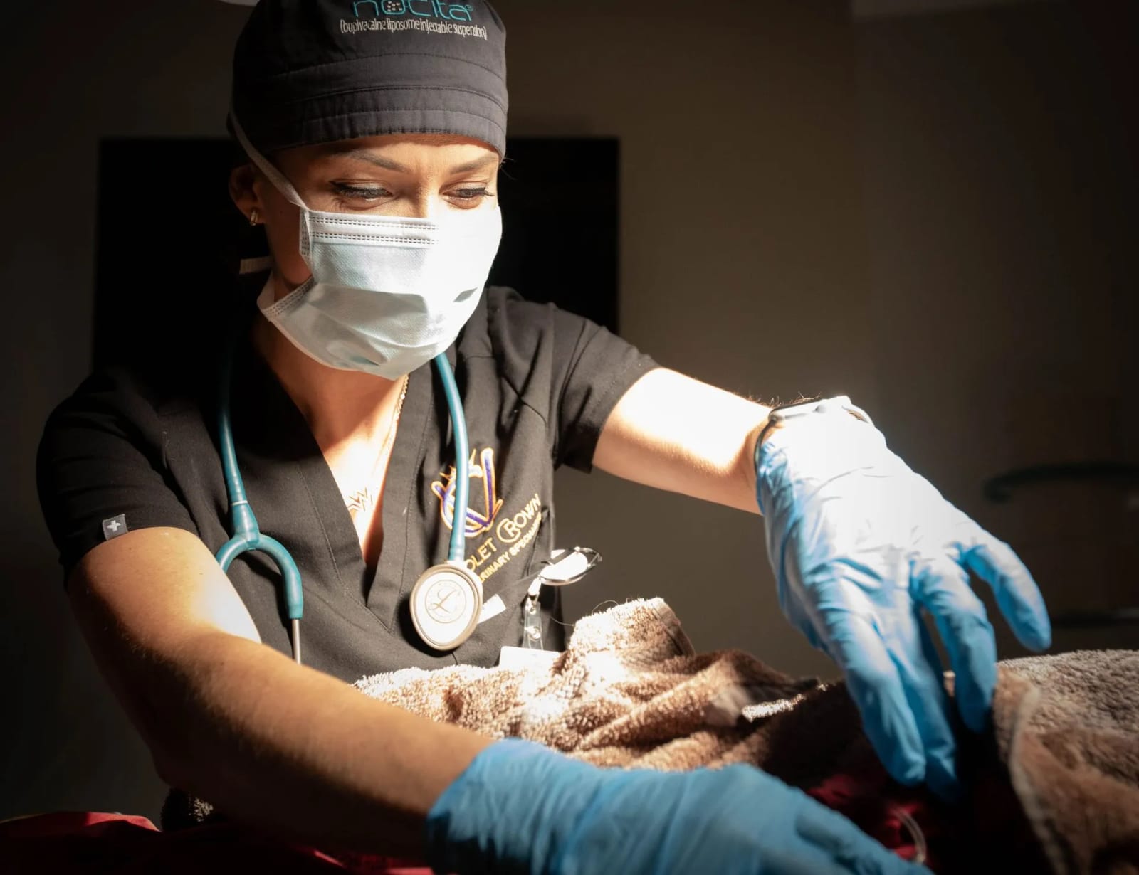 Staff member wearing a scrub cap, mask and blue gloves working over a brown towel in low light