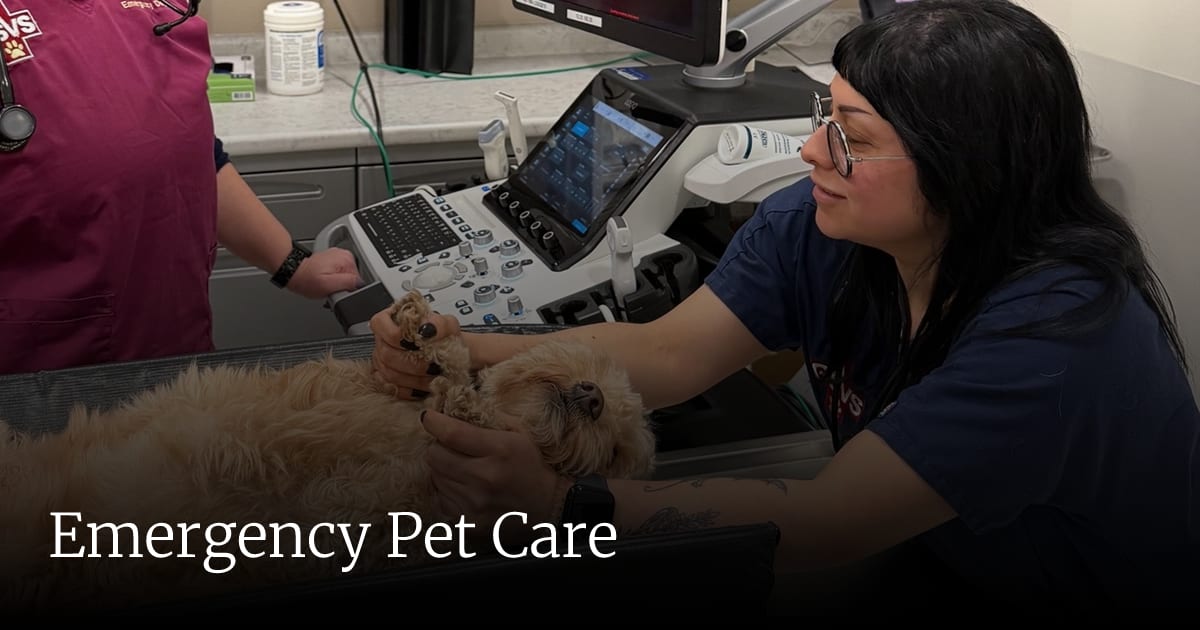 Woman in navy scrubs holding a fluffy tan dog's paws beside a screen machine, with Emergency Pet Care text