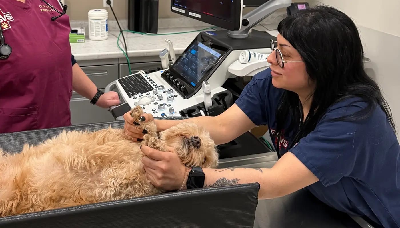 Woman in navy scrubs holding a fluffy dog's paws as it lies on its back on a padded table