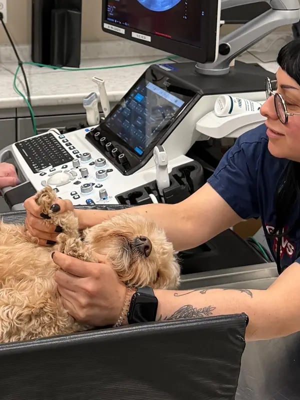 Fluffy tan dog lying on its back with a person's hands holding its paws beside a screen machine