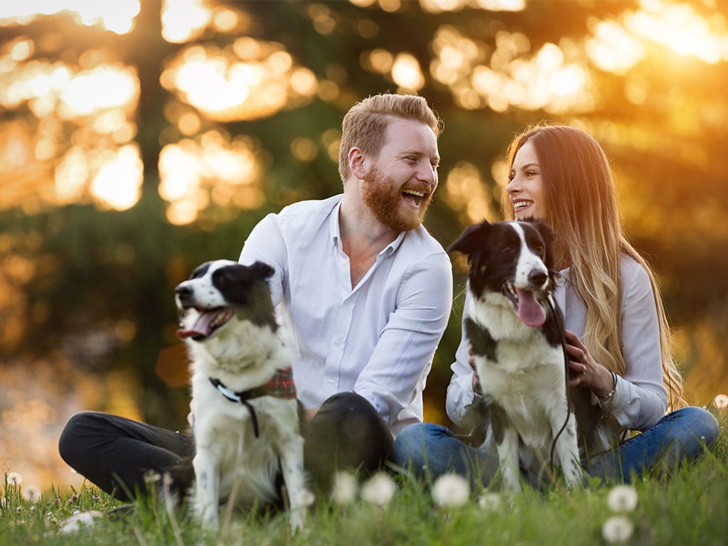 Laughing man and woman sitting on grass with two black and white dogs at sunset