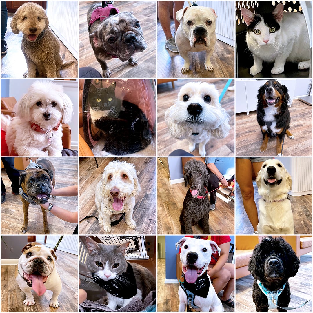 Collage of sixteen photos of dogs and cats on wood-look floors