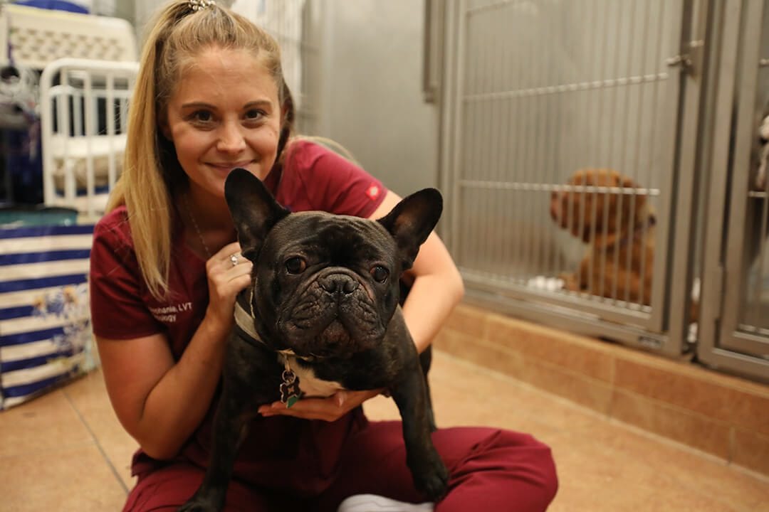 Woman in maroon scrubs holding a dark brindle dog in front of kennels