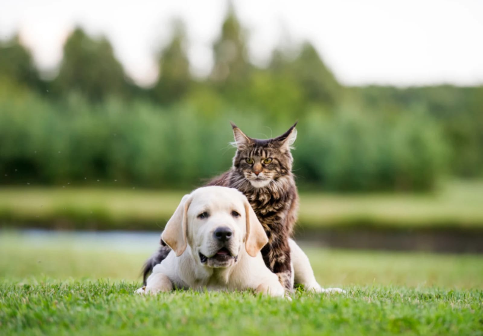 Pale yellow puppy lying on grass with a long-haired tabby cat standing behind it