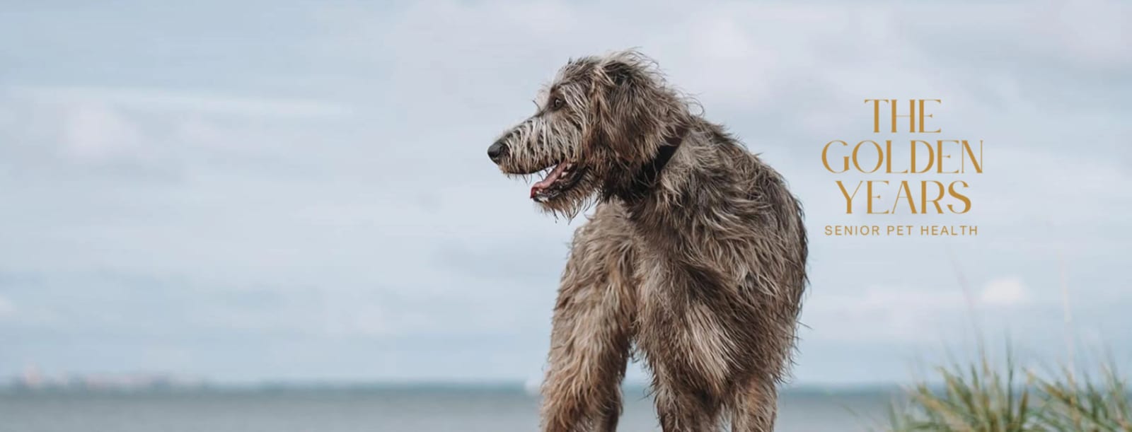 Shaggy grey dog on a shoreline with the text The Golden Years Senior Pet Health