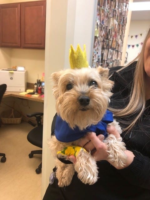 Small shaggy tan dog in a blue top and yellow paper crown held by a person in an office