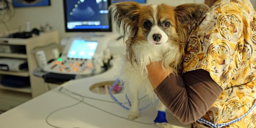 Person in a tiger-print top holding a small long-eared dog beside a screen and machines