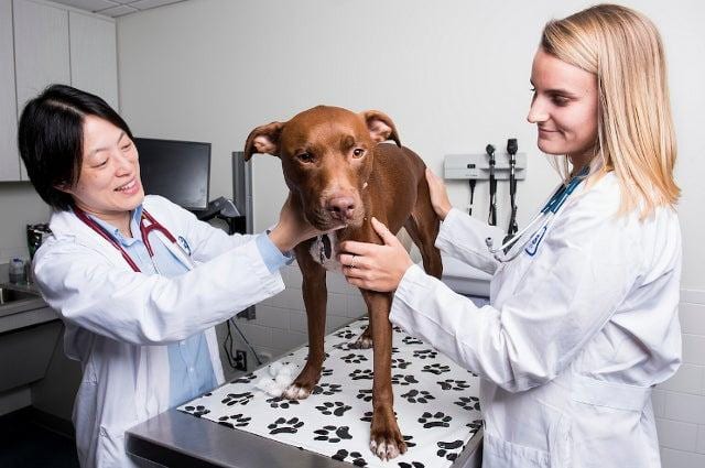 Two women in white coats with stethoscopes examining a brown dog on a table
