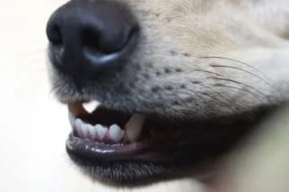 Close-up of a dog's black nose and mouth showing its front teeth
