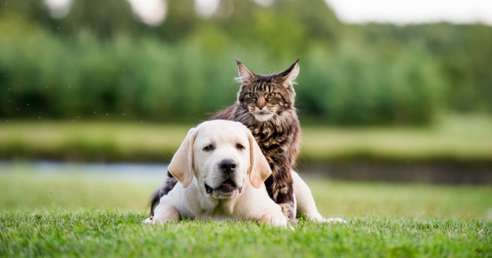 Stafford Veterinary Hospital - Stafford Township
