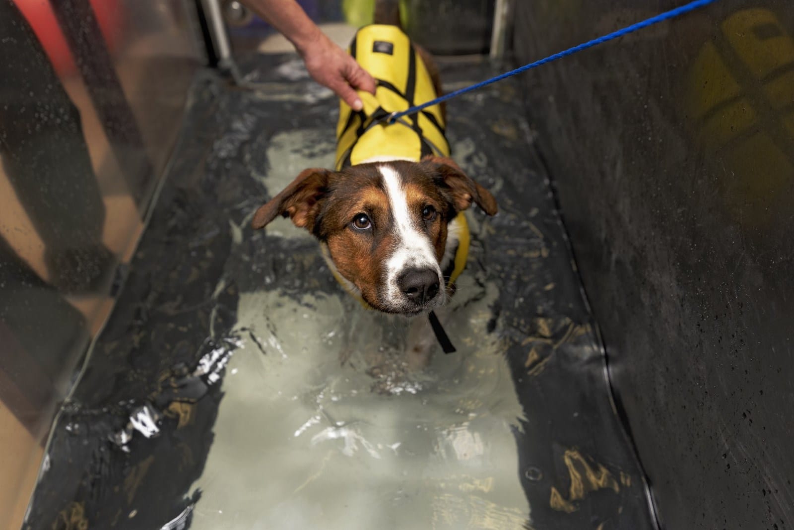 Brown, white and tan dog in a yellow life vest standing in shallow water in a narrow tank