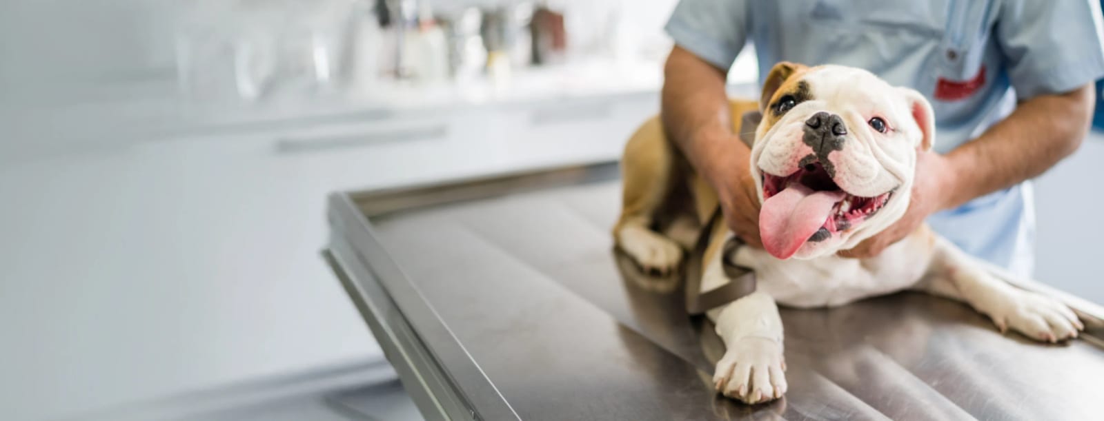 White and tan wrinkled-face dog with its tongue out on a steel table held by a person in scrubs