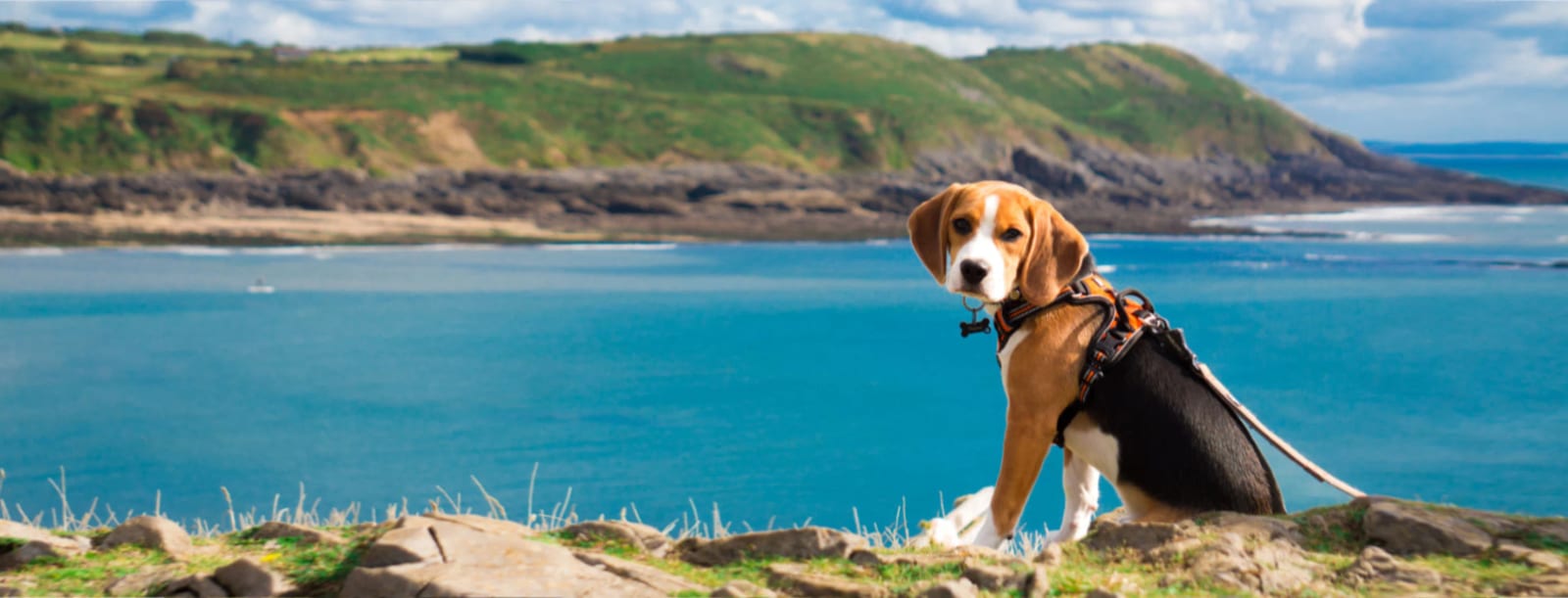 Brown, white and black dog in a harness sitting on rocks above a blue sea