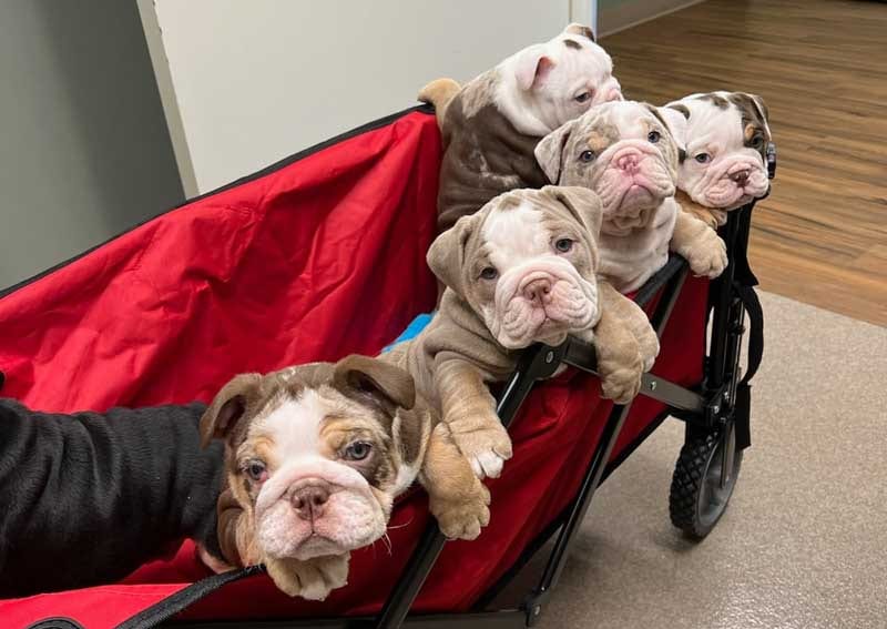 Five wrinkled brown and white puppies peeking out of a red wagon
