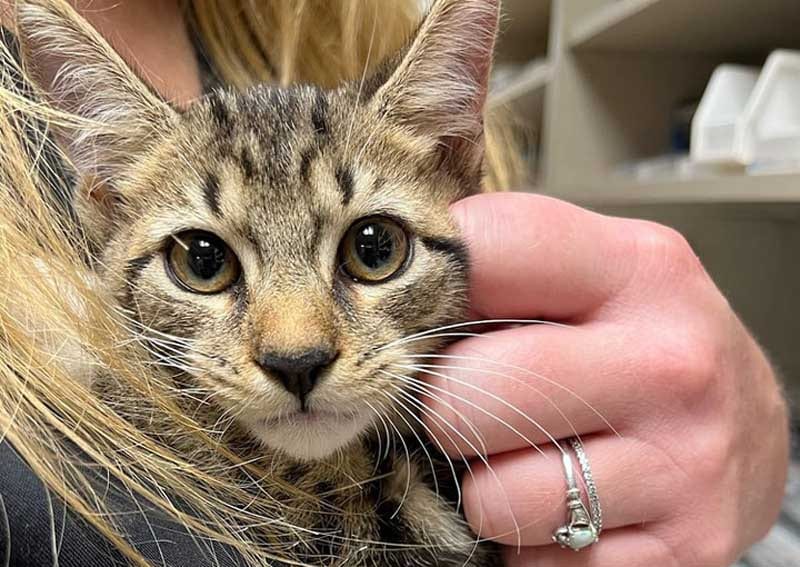 Close-up of a striped tabby kitten with big eyes held by a person with long blonde hair