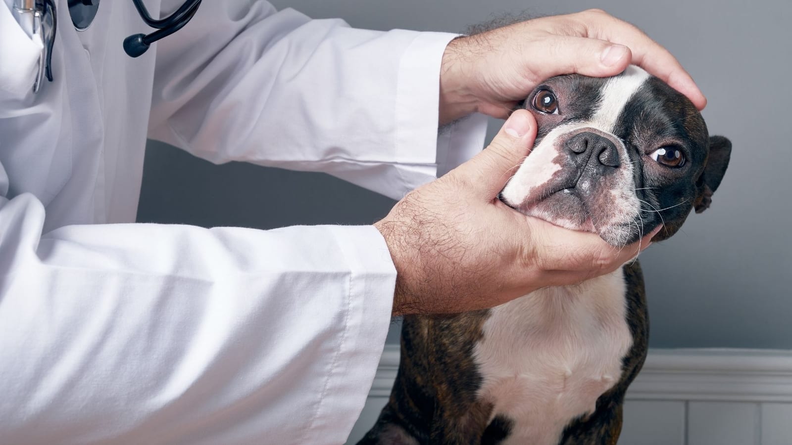 Hands in a white coat holding the head of a dark brown and white dog