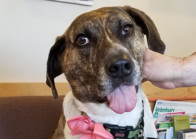 Brindle dog with its tongue out wearing a pink bow, with a hand resting on its head