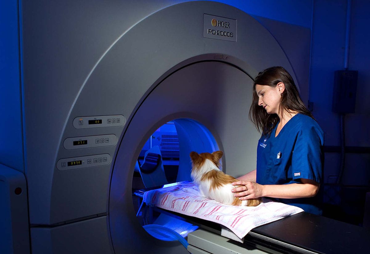 Person in blue scrubs beside a large scanner with a small brown and white dog on its table