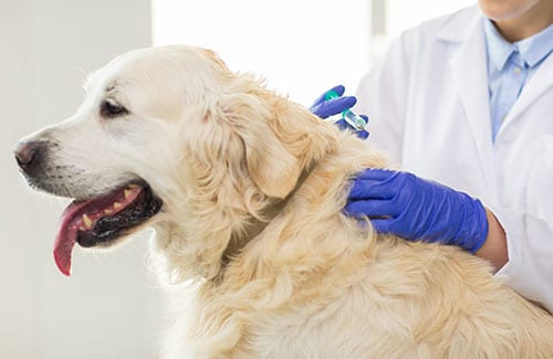 Golden-coloured dog panting while a gloved hand holds a syringe near its shoulder
