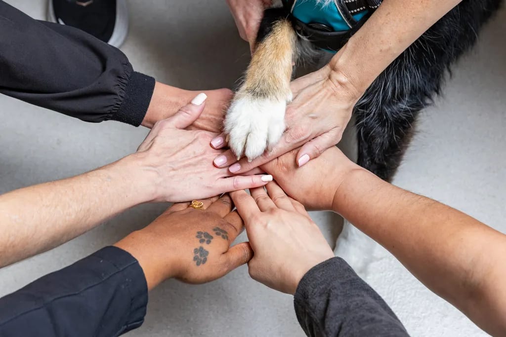 North Houston Veterinary Ophthalmology - Spring