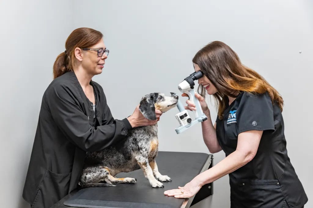 Two people in black tops with a spotted dog standing on an exam table