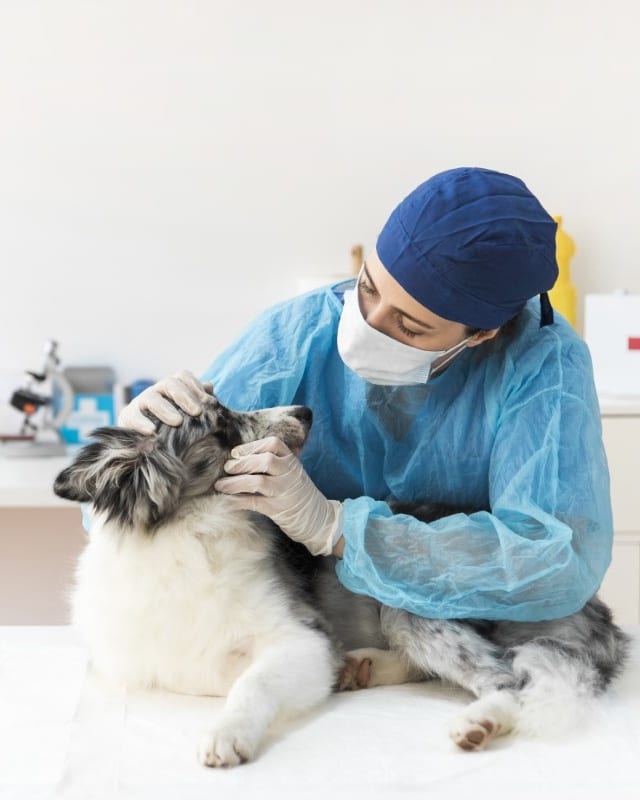 Denton County Animal ER - Denton
