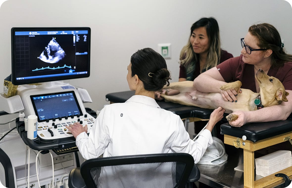 Dog lying on a padded table beside an imaging machine with a monitor while staff look on