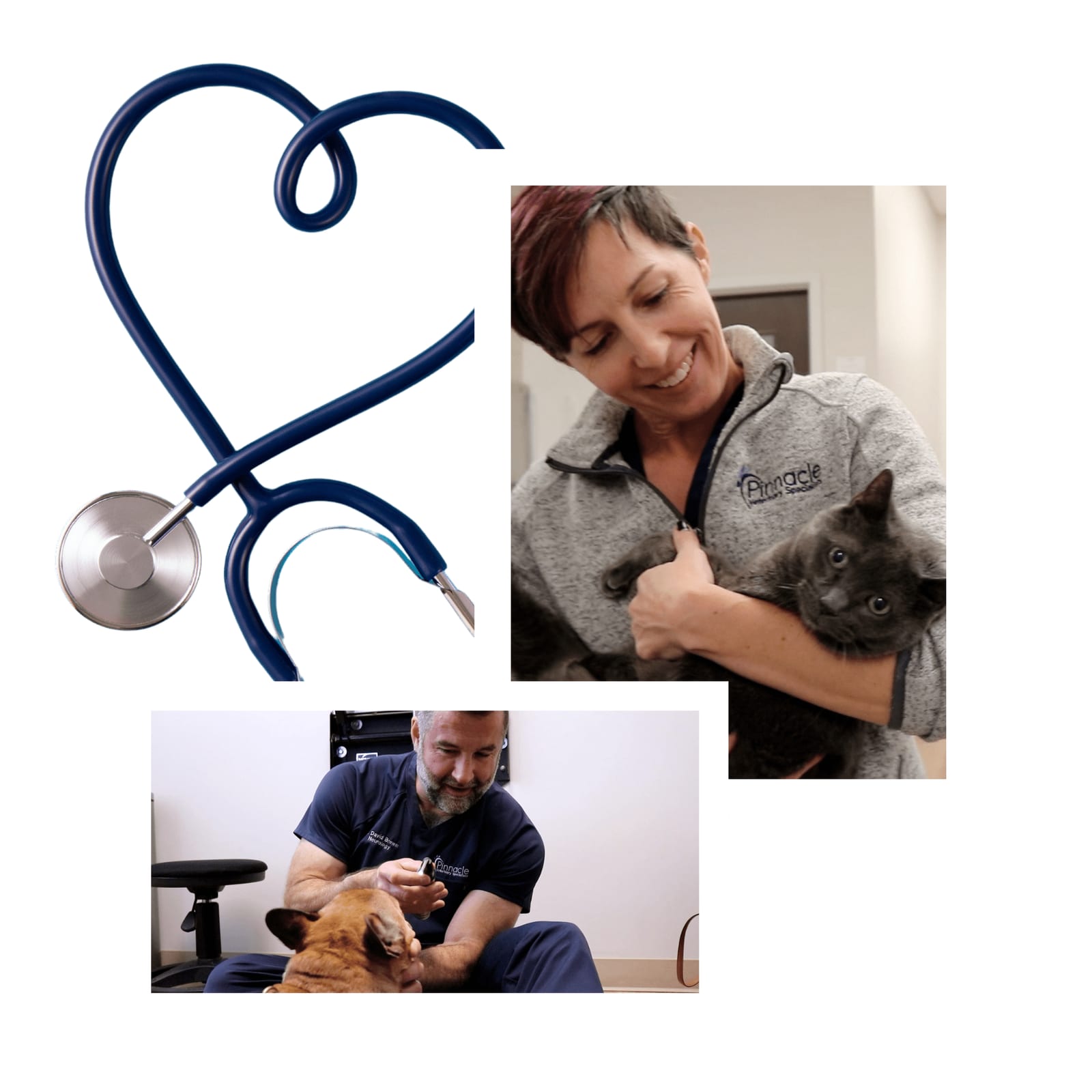 Collage with a heart-shaped stethoscope, a woman holding a grey kitten and a man with a brown dog