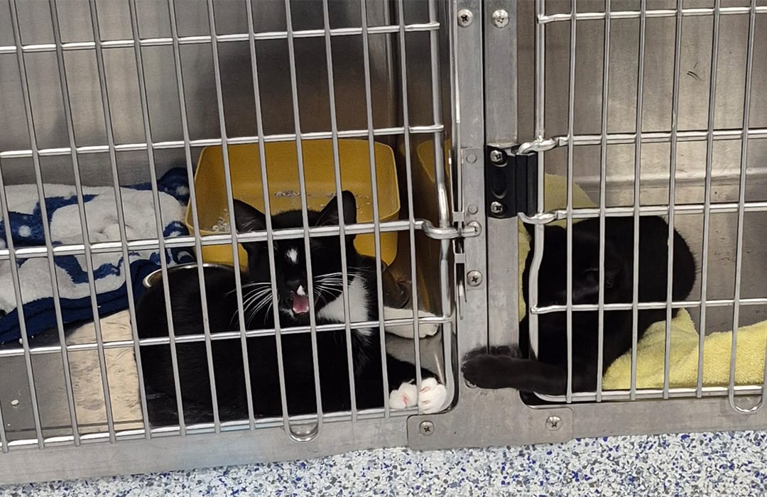Two black and white cats resting in stainless steel kennels