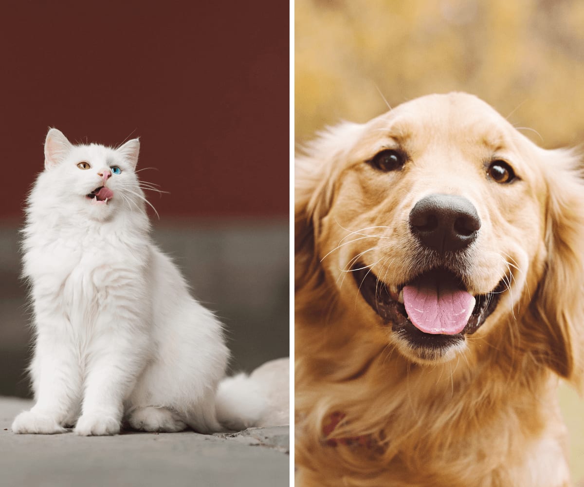 Split photo of a fluffy white cat with its mouth open and a smiling golden dog