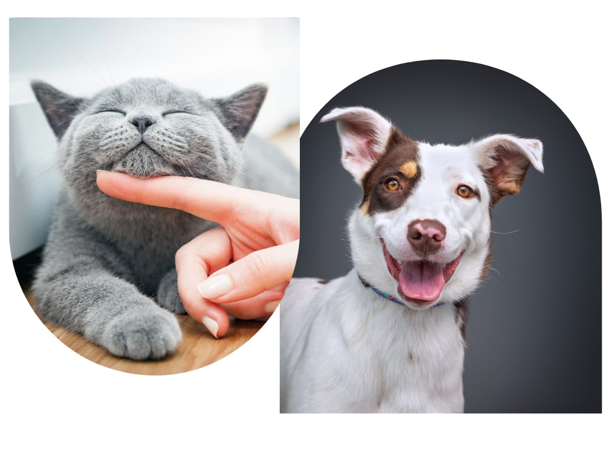 Collage of a grey cat having its chin scratched and a smiling white dog with brown ears
