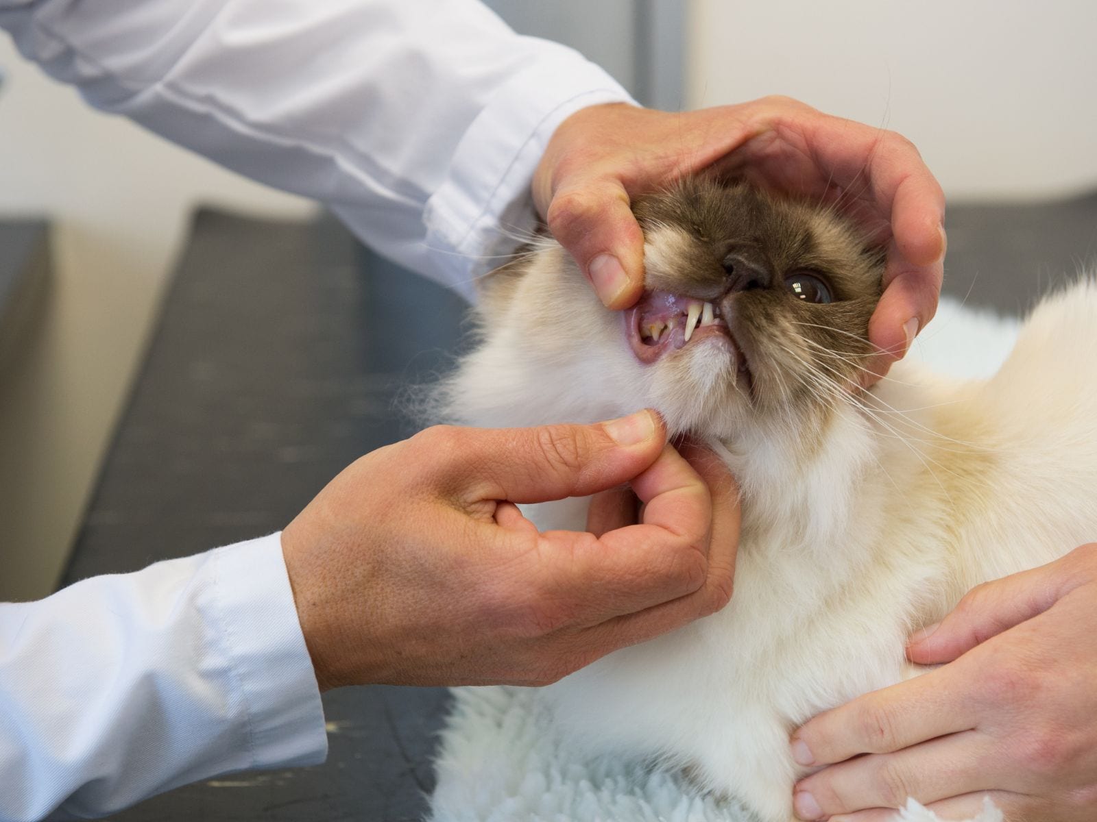 Hands in white sleeves lifting the lip of a fluffy cream and brown cat on a dark table